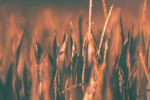 Cornfield in the evening light Cornfield in the evening light