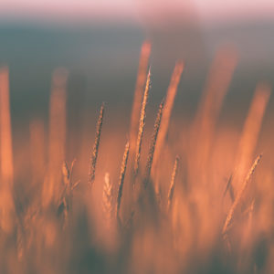 Cornfield in the evening light Cornfield in the evening light