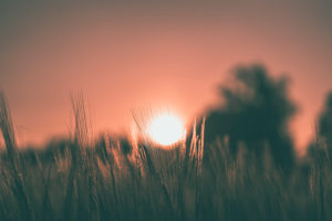 Sunset in the cornfield, Sonnenball, Baden-Württemberg, Germany, Europe Sunset in the cornfield, Sonnenball, Baden-Württemberg, Germany, Europe