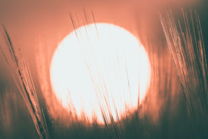 Sunset in ears of corn, Sonnenball, Baden-Wuerttemberg, Germany, Europe Sunset in ears of corn, Sonnenball, Baden-Wuerttemberg, Germany, Europe