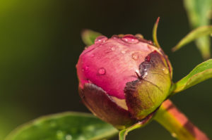 Peony, bud with raindrops, Paeonia, Germany, Europe Peony, bud with raindrops, Paeonia, Germany, Europe