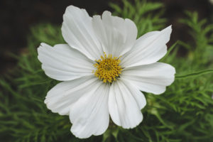 Weiße Blume, Cosmea, auch Schmuckkörbchen genannt, Blüte, Low Key, Natur, Garten Weiße Blume, Cosmea, auch Schmuckkörbchen genannt, Blüte, Low Key, Natur, Garten