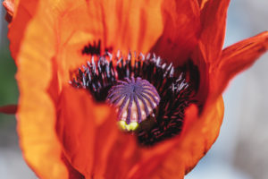Mohn Blüte, Papaver, Pflanze, Garten, Natur Mohn Blüte, Papaver, Pflanze, Garten, Natur