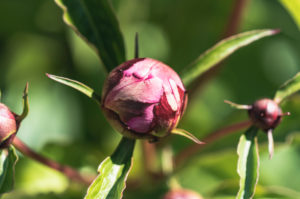 Peony, buds, Paeonia, Germany, Europe Peony, buds, Paeonia, Germany, Europe