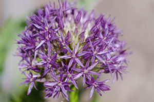 Giant leek, ornamental leek, ball leek, Allium giganteum, garden, nature Giant leek, ornamental leek, ball leek, Allium giganteum, garden, nature