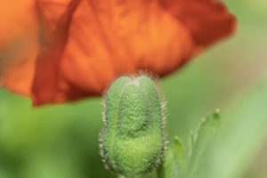 Mohn, Kapsel, Papaver, Pflanze, Garten, Natur Mohn, Kapsel, Papaver, Pflanze, Garten, Natur