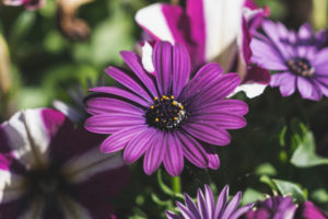 Lila Blume, Kapmargerite (Osteospermum), Blüte, Garten Lila Blume, Kapmargerite (Osteospermum), Blüte, Garten