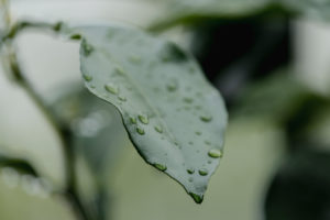Lemon leaf with raindrops Lemon leaf with raindrops
