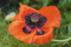 Mohn, Blüte mit Regentropfen, Papaver, Pflanze, Garten, Natur Mohn, Blüte mit Regentropfen, Papaver, Pflanze, Garten, Natur