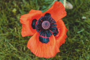 Mohn, Blüte mit Regentropfen, Papaver, Pflanze, Garten, Natur Mohn, Blüte mit Regentropfen, Papaver, Pflanze, Garten, Natur