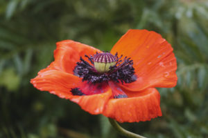 Mohn, Blüte mit Regentropfen, Papaver, Pflanze, Garten, Natur Mohn, Blüte mit Regentropfen, Papaver, Pflanze, Garten, Natur