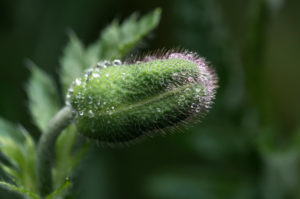 Mohn, Kapsel mit Regentropfen, Papaver, Pflanze, Garten, Natur Mohn, Kapsel mit Regentropfen, Papaver, Pflanze, Garten, Natur