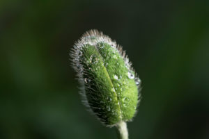 Mohn, Kapsel mit Regentropfen, Papaver, Pflanze, Garten, Natur Mohn, Kapsel mit Regentropfen, Papaver, Pflanze, Garten, Natur