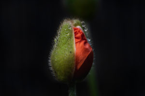 Mohn, Kapsel teilweise offen mit Regentropfen, Papaver, Pflanze, Garten, Natur, Low Key Mohn, Kapsel teilweise offen mit Regentropfen, Papaver, Pflanze, Garten, Natur, Low Key