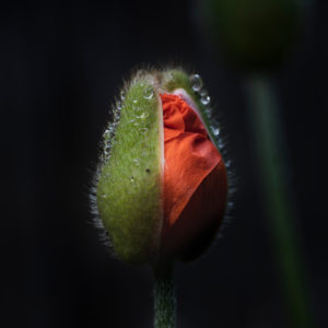 Poppy seeds, capsule partially open with raindrops, papaver, plant, garden, nature, low key Poppy seeds, capsule partially open with raindrops, papaver, plant, garden, nature, low key