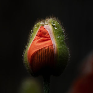 Poppy seeds, capsule partially open with raindrops, papaver, plant, garden, nature, low key Poppy seeds, capsule partially open with raindrops, papaver, plant, garden, nature, low key