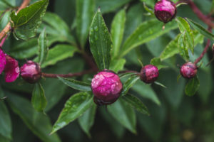 Peony, buds with raindrops, Paeonia, Germany, Europe Peony, buds with raindrops, Paeonia, Germany, Europe