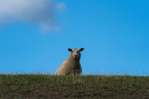 Schaf auf Deich, Damm, Nordsee, Schleswig-Holstein, Deutschland, Europa Schaf auf Deich, Damm, Nordsee, Schleswig-Holstein, Deutschland, Europa