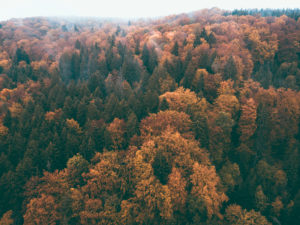 Herbst auf der Schwäbischen Alb, Wald, Bäume, Luftaufnahme, Baden-Württemberg, Deutschland, Europa Herbst auf der Schwäbischen Alb, Wald, Bäume, Luftaufnahme, Baden-Württemberg, Deutschland, Europa