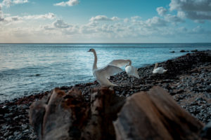 Schwäne, Cygnus, Vögel, Sassnitz, Rügen, Ostsee, Ostseeküste, Deutschland, Europa Schwäne, Cygnus, Vögel, Sassnitz, Rügen, Ostsee, Ostseeküste, Deutschland, Europa