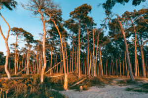 Weststrand, Ostsee, Fischland, Darß, Zingst, Sonnenuntergang, Ostseeküste, Halbinsel, Abtragungsküste, Deutschland, Europa Weststrand, Ostsee, Fischland, Darß, Zingst, Sonnenuntergang, Ostseeküste, Halbinsel, Abtragungsküste, Deutschland, Europa