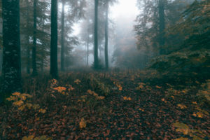Wald, Bäume, Nebel, Herbst, Schwäbische Alb, Baden-Württemberg, Deutschland, Europa Wald, Bäume, Nebel, Herbst, Schwäbische Alb, Baden-Württemberg, Deutschland, Europa