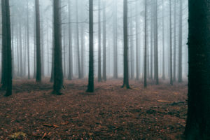 Wald, Bäume, Nebel, Herbst, Schwäbische Alb, Baden-Württemberg, Deutschland, Europa Wald, Bäume, Nebel, Herbst, Schwäbische Alb, Baden-Württemberg, Deutschland, Europa
