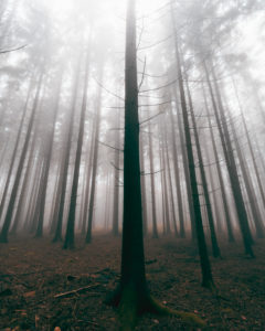 Wald, Bäume, Nebel, Herbst, Schwäbische Alb, Baden-Württemberg, Deutschland, Europa Wald, Bäume, Nebel, Herbst, Schwäbische Alb, Baden-Württemberg, Deutschland, Europa