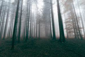 Wald, Bäume, Nebel, Herbst, Schwäbische Alb, Baden-Württemberg, Deutschland, Europa Wald, Bäume, Nebel, Herbst, Schwäbische Alb, Baden-Württemberg, Deutschland, Europa