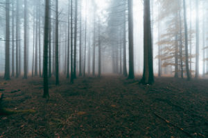 Wald, Bäume, Nebel, Herbst, Schwäbische Alb, Baden-Württemberg, Deutschland, Europa Wald, Bäume, Nebel, Herbst, Schwäbische Alb, Baden-Württemberg, Deutschland, Europa