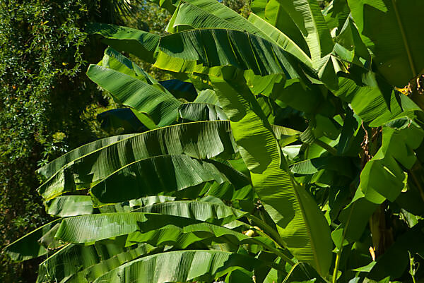 Bildagentur | mauritius images | Bananenstaude im Regen auf Madeira