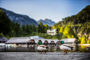 Anlegesteg, Königssee, Bayern, Berchtesgaden, Berge, Schönau, Enten, Bootshäuser Anlegesteg, Königssee, Bayern, Berchtesgaden, Berge, Schönau, Enten, Bootshäuser