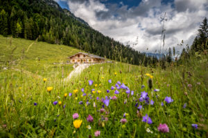 Alpine hut in the Berchtesgaden Alps, colorful flower meadow, Ramsau bei Berchtesgaden, Bavaria, Germany Alpine hut in the Berchtesgaden Alps, colorful flower meadow, Ramsau bei Berchtesgaden, Bavaria, Germany