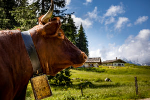 Berchtesgadener Land, Mordaualm, alpine summer in Bavaria, Germany, Bavaria, Ramsau bei Berchtesgaden, cow in the foreground, Berchtesgadener Land, Mordaualm, alpine summer in Bavaria, Germany, Bavaria, Ramsau bei Berchtesgaden, cow in the foreground,
