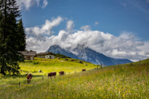 Berchtesgadener Land, Mordaualm, alpine summer in Bavaria, Germany, Bavaria, Ramsau bei Berchtesgaden, cows, Berchtesgadener Land, Mordaualm, alpine summer in Bavaria, Germany, Bavaria, Ramsau bei Berchtesgaden, cows,