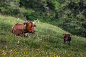 Berchtesgadener Land, Mordaualm near Ramsau, cows, alpine summer in Bavaria, Germany, Berchtesgadener Land, Mordaualm near Ramsau, cows, alpine summer in Bavaria, Germany,
