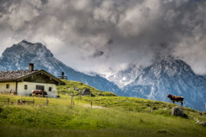Berchtesgadener Land, Mordaualm near Ramsau, cows, alpine summer in Bavaria, Germany, Berchtesgadener Land, Mordaualm near Ramsau, cows, alpine summer in Bavaria, Germany,