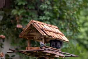 Bird house, garden birds, squirrels, summer, birds feed all year round, titmouse Bird house, garden birds, squirrels, summer, birds feed all year round, titmouse