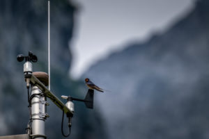 Swallow seat on a weather station, Swallow seat on a weather station,