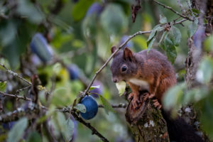 Eichhörnchen auf einem Zwetschgenbaum
Eichhörnchen auf einem Zwetschgenbaum