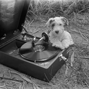 Advertising: a nosey puppy examining a gramophone with a shellack record, Germany 1930s. Advertising: a nosey puppy examining a gramophone with a shellack record, Germany 1930s.