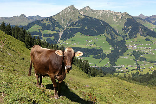 Kuh - Allgäu - Braunvieh - Hörner - Alpen - Berge Stock-Foto