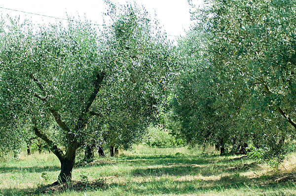 Bildagentur | mauritius images | Olivenbaumhain, Olivenbaeume