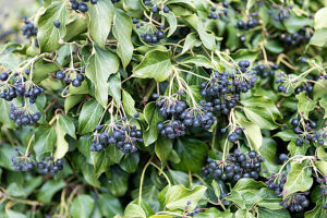Bildagentur | mauritius images | Ivy (Hedera helix), fruits, Bavaria,  Germany, Europe