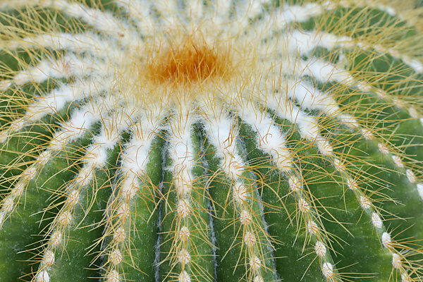 cactus d2 Cactus Affinity