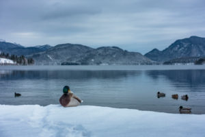 Deutschland, Bayern, Walchensee, Einsiedl, Enten am Ufer des winterlichen Walchensees Deutschland, Bayern, Walchensee, Einsiedl, Enten am Ufer des winterlichen Walchensees