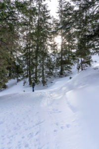 Europe, Austria, Berchtesgaden Alps, Salzburg, Werfen, Ostpreussenhütte, hikers in the wintry mountain forest Europe, Austria, Berchtesgaden Alps, Salzburg, Werfen, Ostpreussenhütte, hikers in the wintry mountain forest