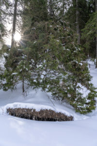 Europe, Austria, Berchtesgaden Alps, Salzburg, Werfen, Ostpreussenhütte, Uprooted tree in the wintry mountain forest Europe, Austria, Berchtesgaden Alps, Salzburg, Werfen, Ostpreussenhütte, Uprooted tree in the wintry mountain forest