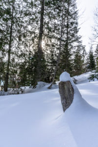 Europe, Austria, Berchtesgaden Alps, Salzburg, Werfen, Ostpreussenhütte, snow-in fence post in the light mountain forest Europe, Austria, Berchtesgaden Alps, Salzburg, Werfen, Ostpreussenhütte, snow-in fence post in the light mountain forest
