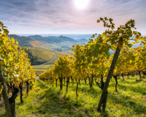 Vineyards at the Kappelberg, autumn, Baden-Wuerttemberg, Germany Vineyards at the Kappelberg, autumn, Baden-Wuerttemberg, Germany